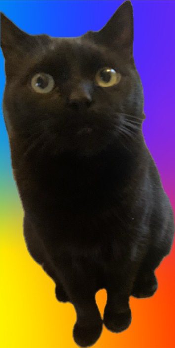 Jasper Cat in the Cosmos